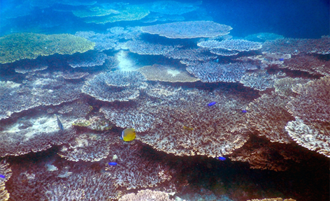 高知県土佐清水市/道の駅めじかの里土佐清水/周辺観光スポット/竜串海域公園