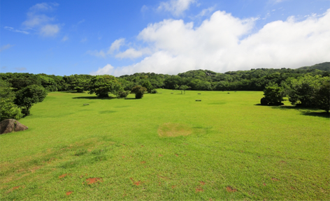 高知県土佐清水市/道の駅めじかの里土佐清水/周辺観光スポット/唐人駄場遺跡