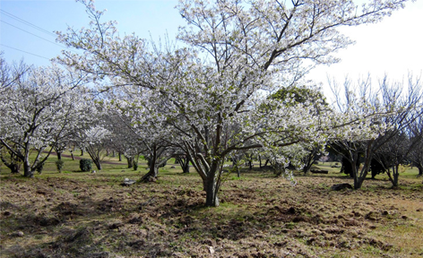 高知県土佐清水市/道の駅めじかの里土佐清水/周辺観光スポット/うすばえ桜公園