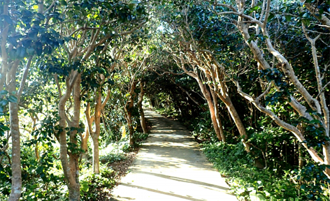 高知県土佐清水市/道の駅めじかの里土佐清水/周辺観光スポット/竜串グラスボート