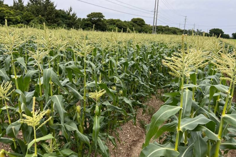 高知県/道の駅めじかの里土佐清水/お知らせ